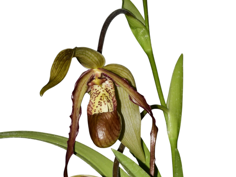 Phragmipedium Paute