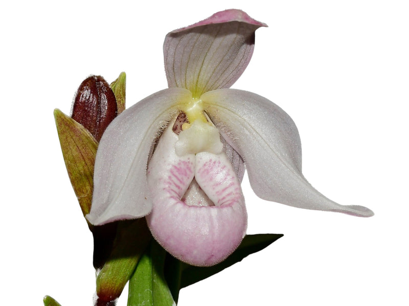 Phragmipedium Paz en Colombia