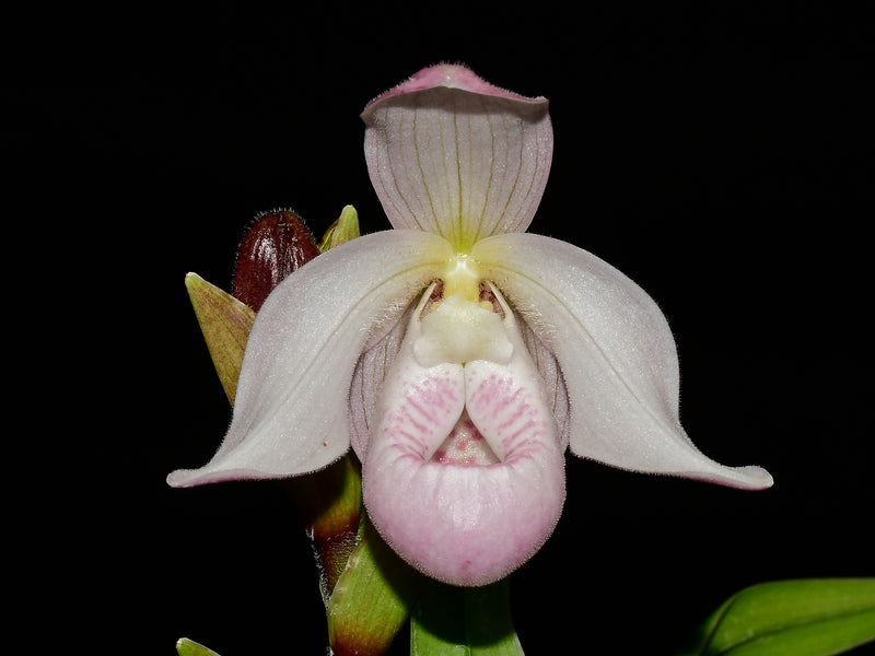 Phragmipedium Paz en Colombia