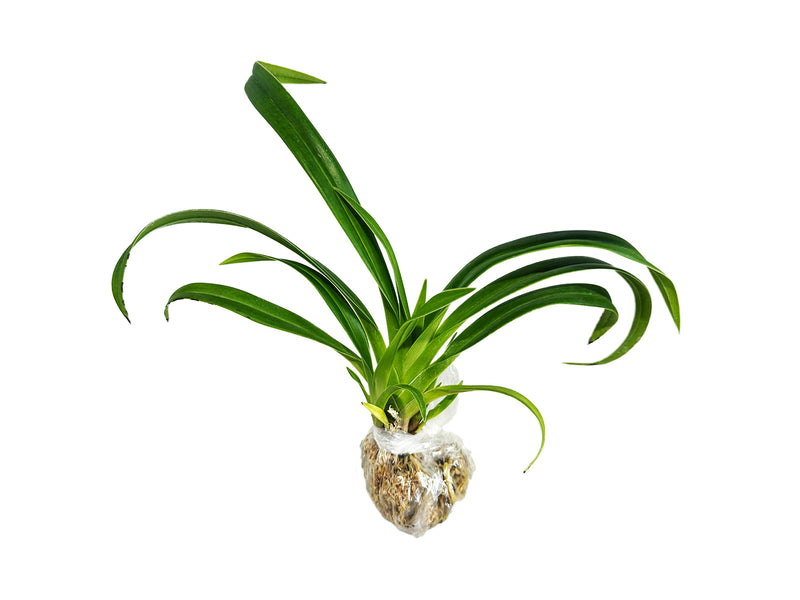 Phragmipedium Paz en Colombia