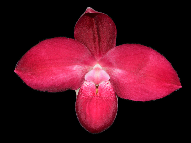 Phragmipedium Pepe Portilla