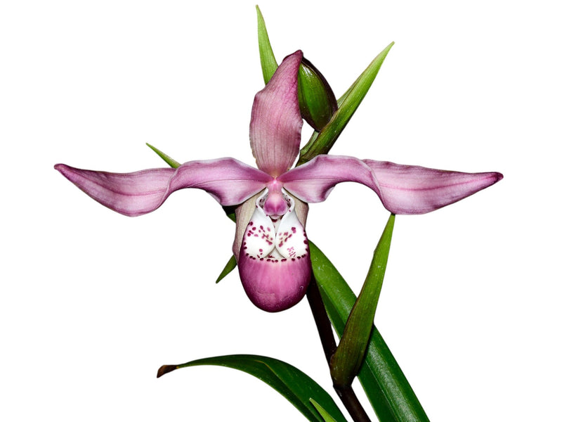 Phragmipedium Peruflora's Saltimbanco