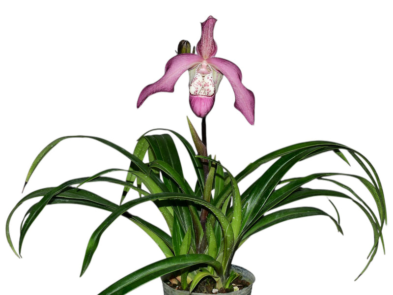 Phragmipedium Peter Croezen