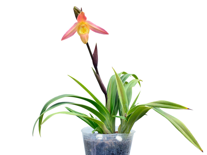 Phragmipedium Petit Anquette