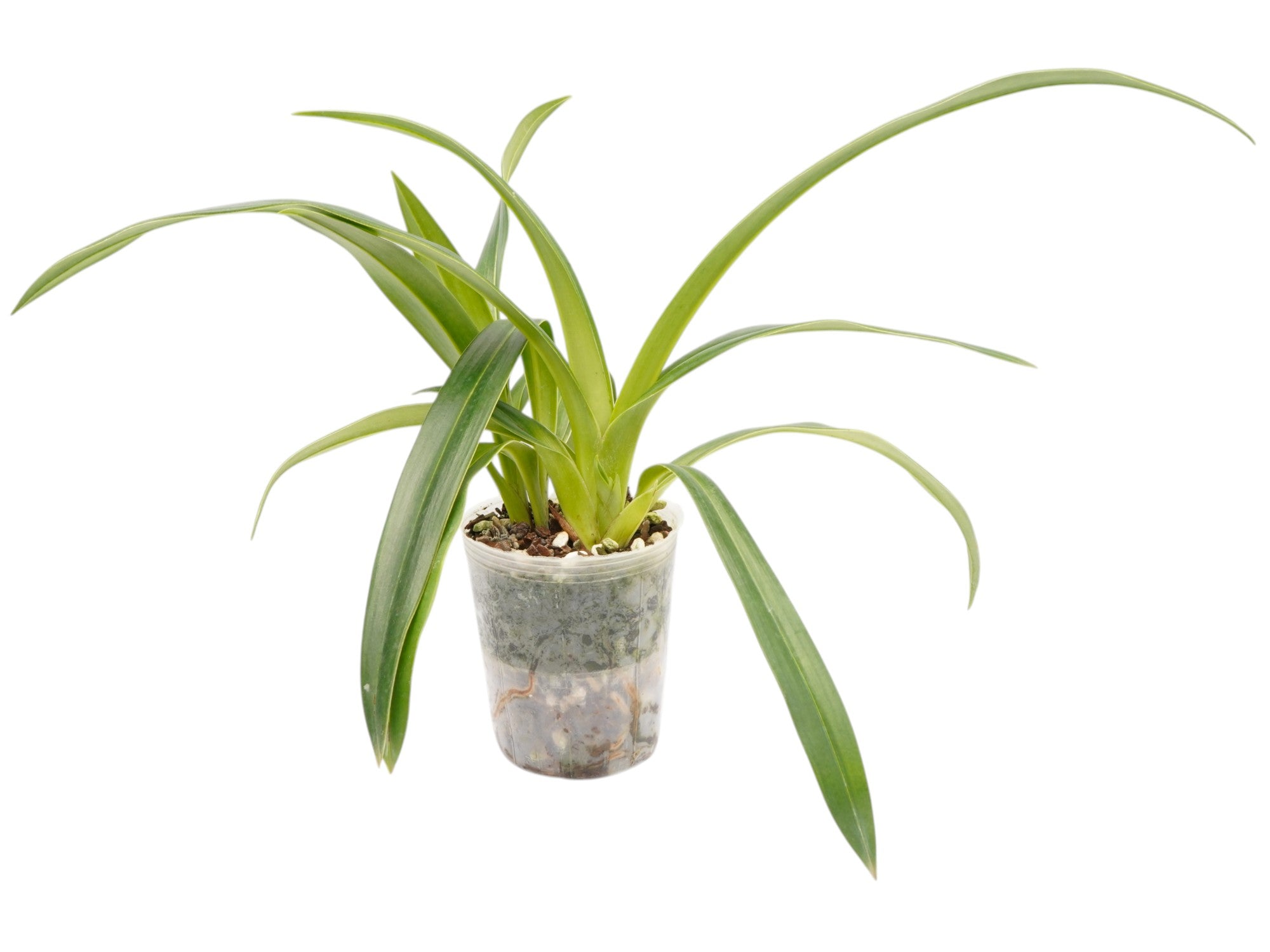 Phragmipedium Plemont