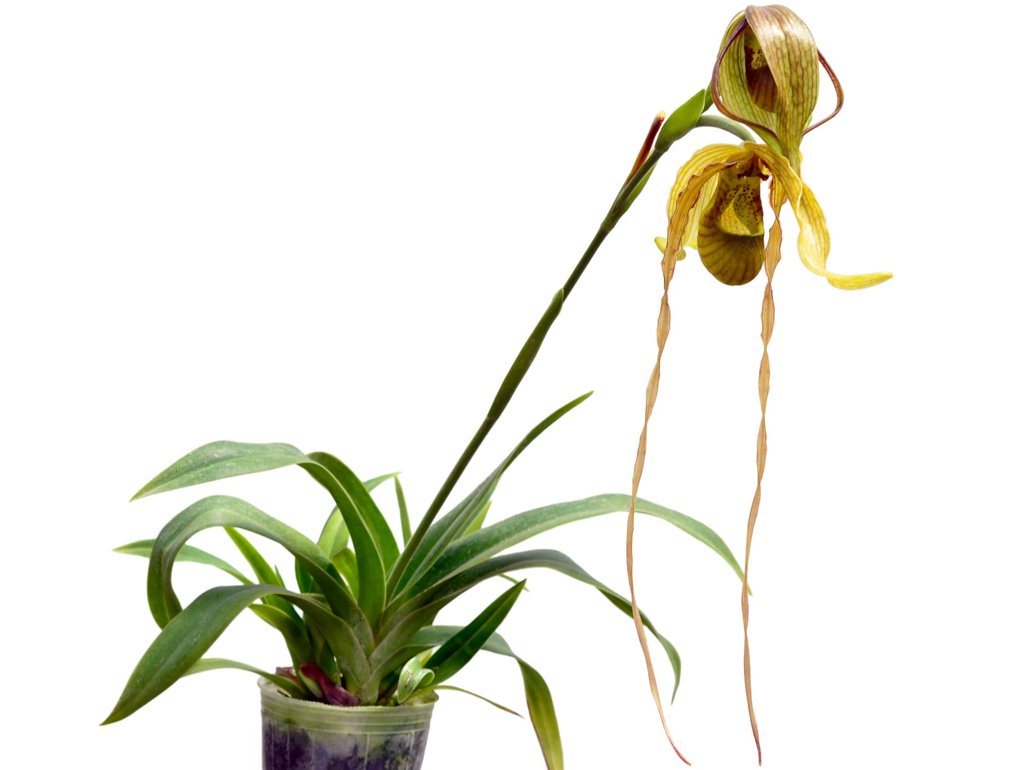 Phragmipedium Predator — Ecuagenera Orquídeas del Ecuador