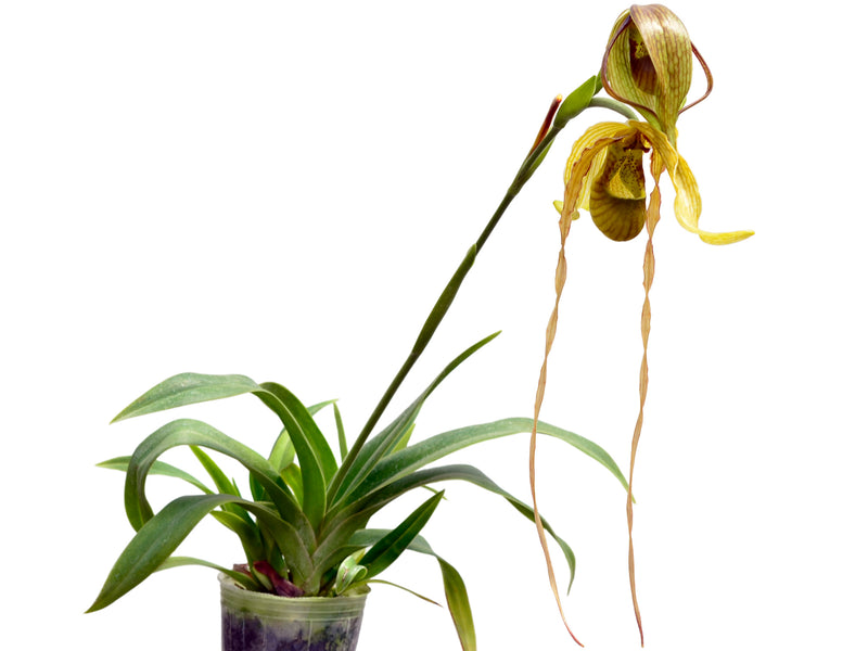 Phragmipedium Predator