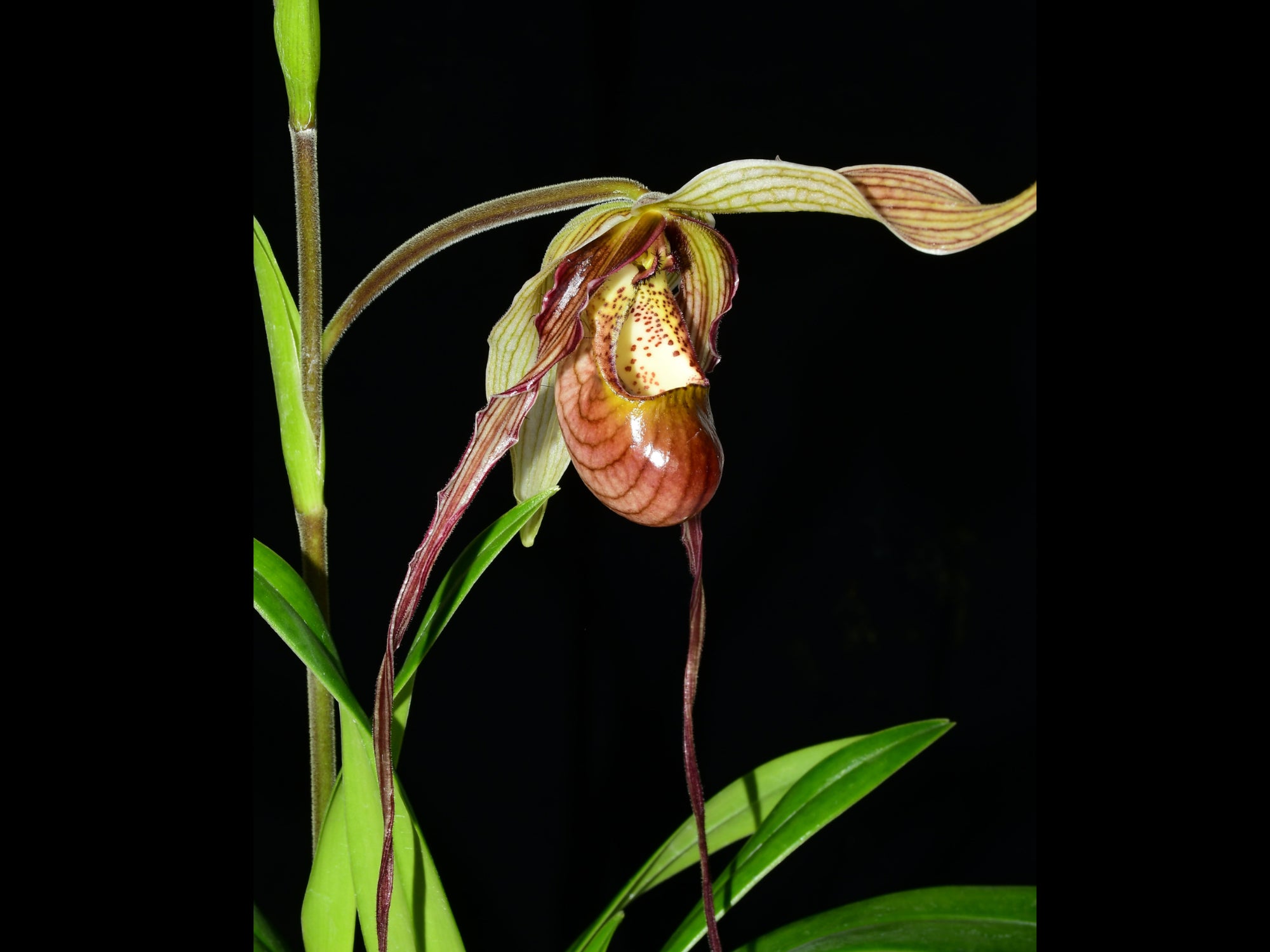 Phragmipedium Predator — Ecuagenera Orquídeas del Ecuador