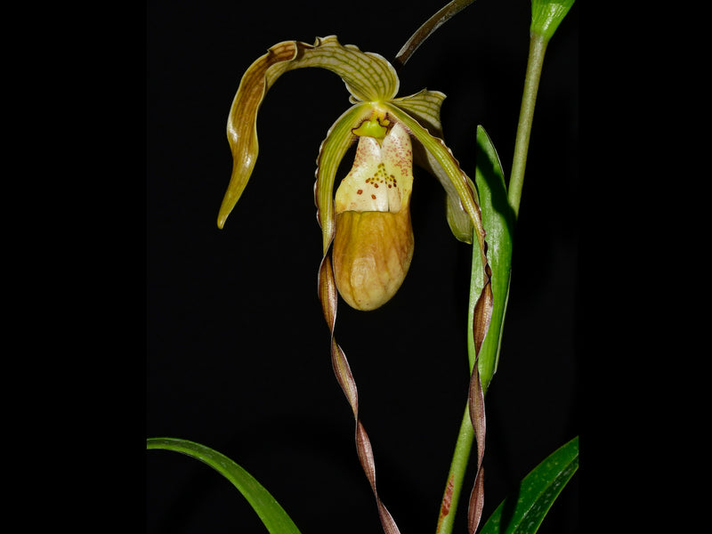Phragmipedium Rina Soto