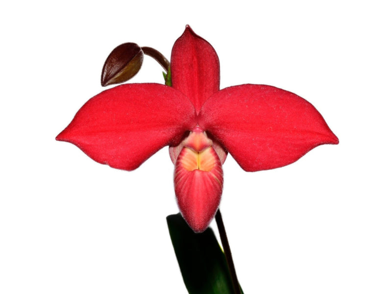 Phragmipedium Robert-Jan Quene