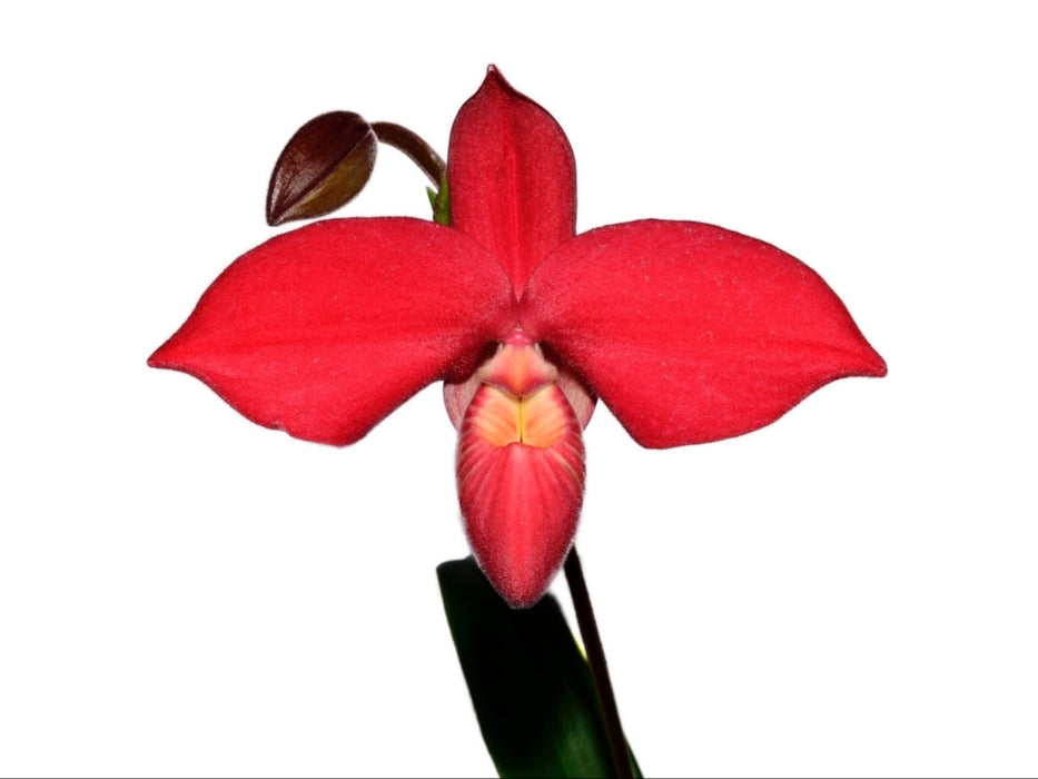 Phragmipedium Robert-Jan Quene