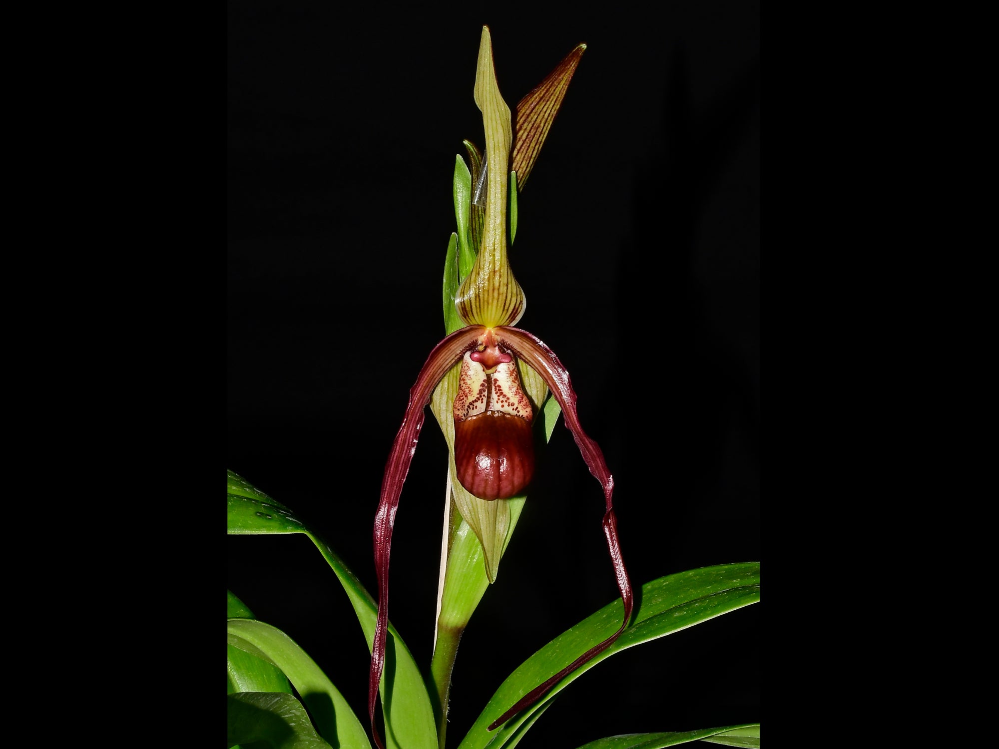 Phragmipedium Rocio Vazquez