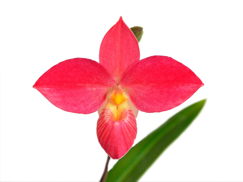 Phragmipedium Saint Ouen