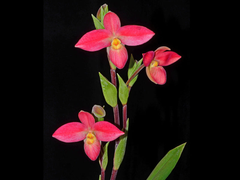 Phragmipedium Saint Ouen