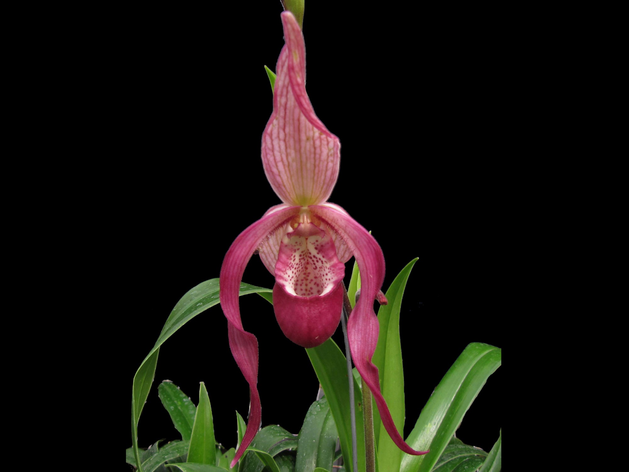 Phragmipedium Schroderae — Ecuagenera Orquídeas del Ecuador