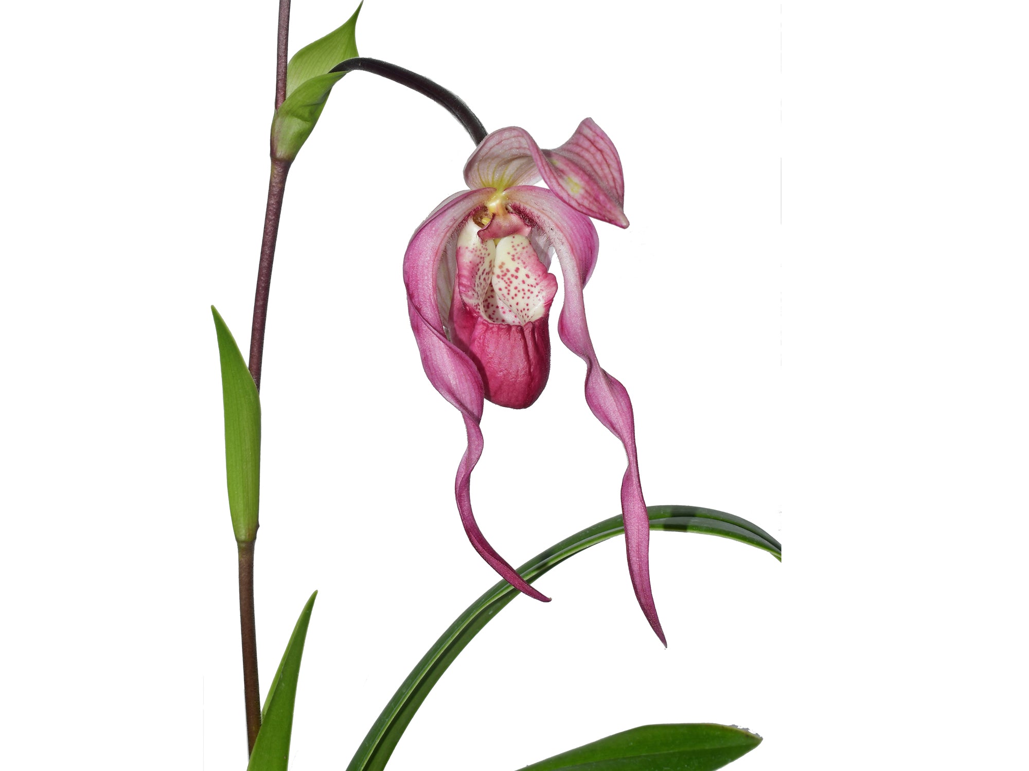 Phragmipedium Schroderae