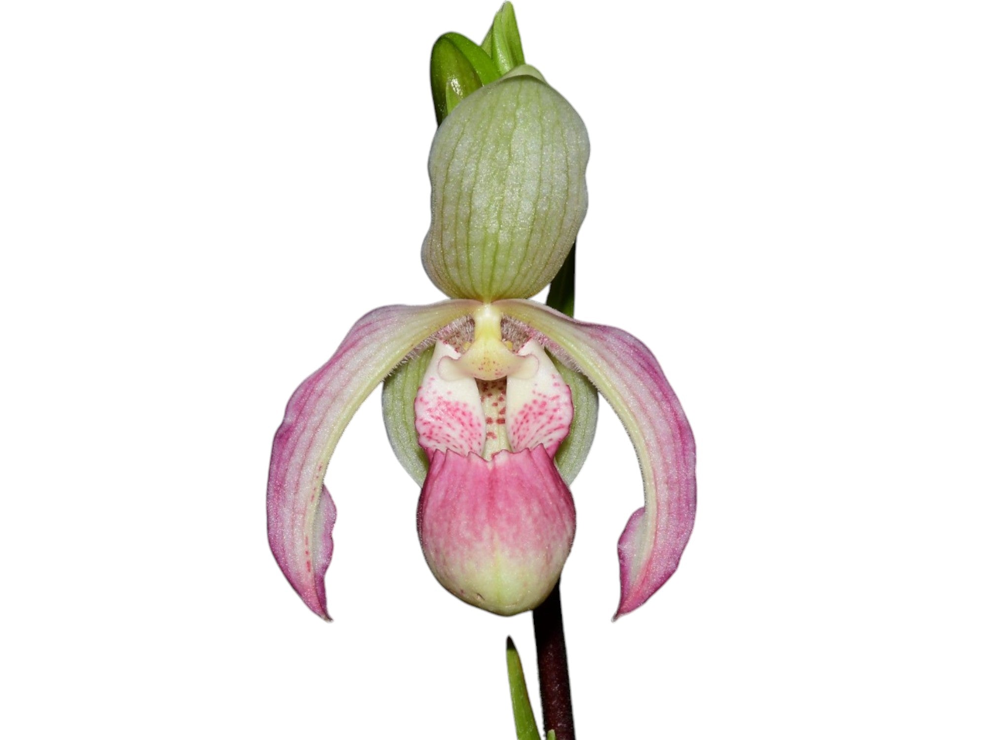 Phragmipedium Sheila Riggs — Ecuagenera Orquídeas del Ecuador