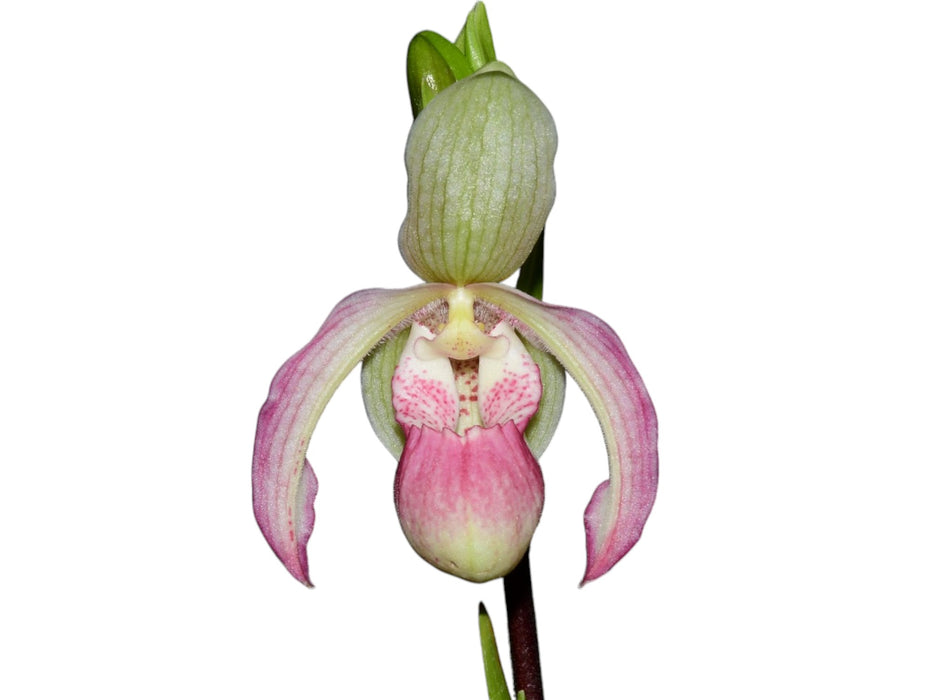 Phragmipedium Sheila Riggs