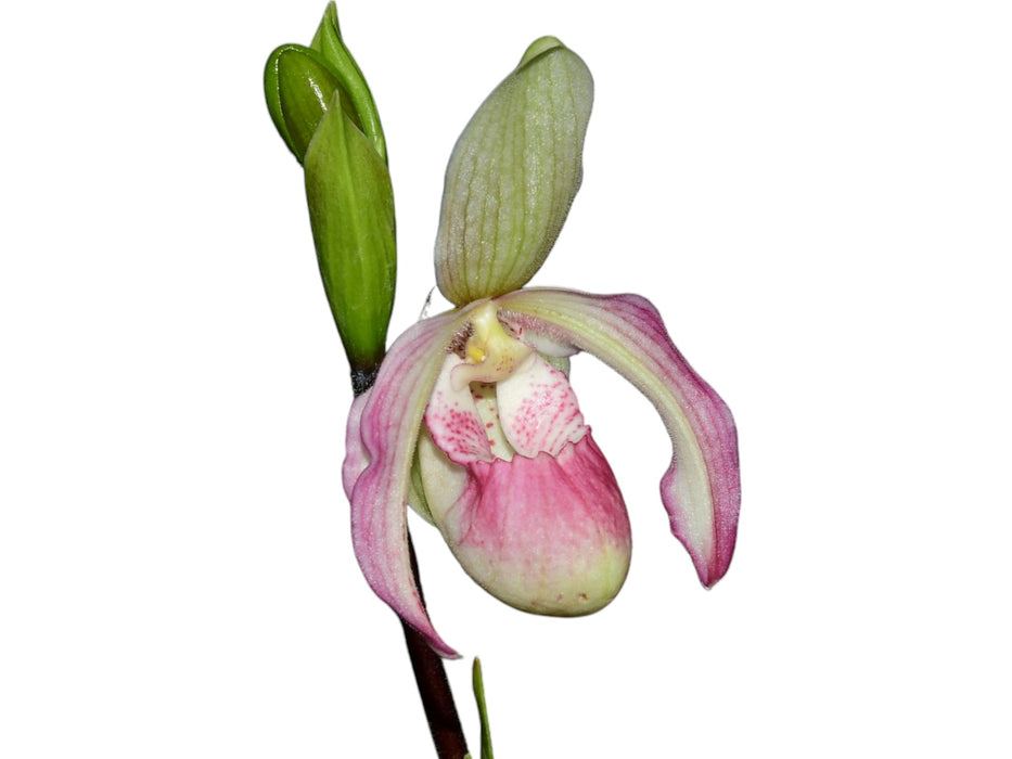 Phragmipedium Sheila Riggs