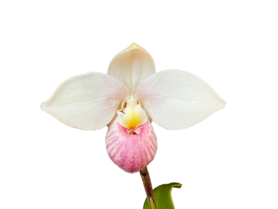 Phragmipedium Super Manzuri