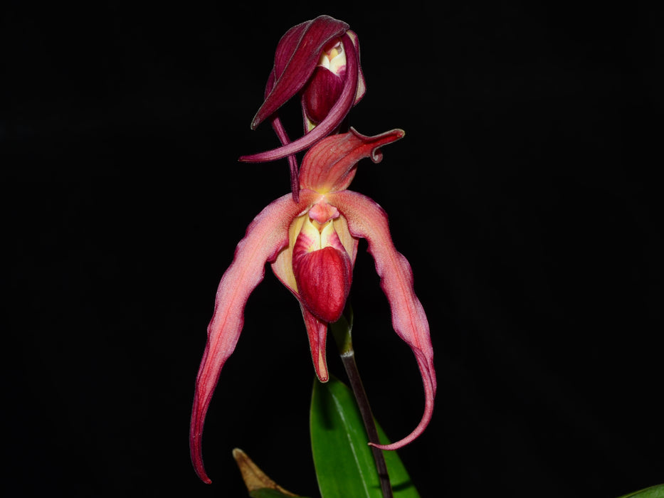 Phragmipedium Super Rubies