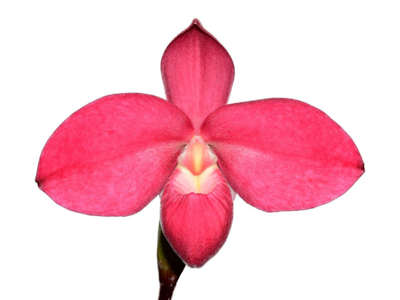 Phragmipedium Tomodachi