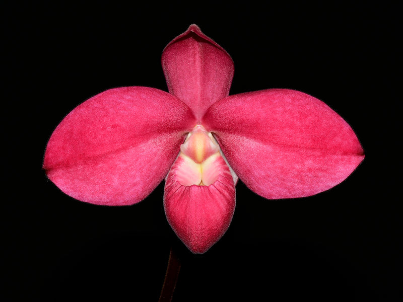 Phragmipedium Tomodachi 'Camila'