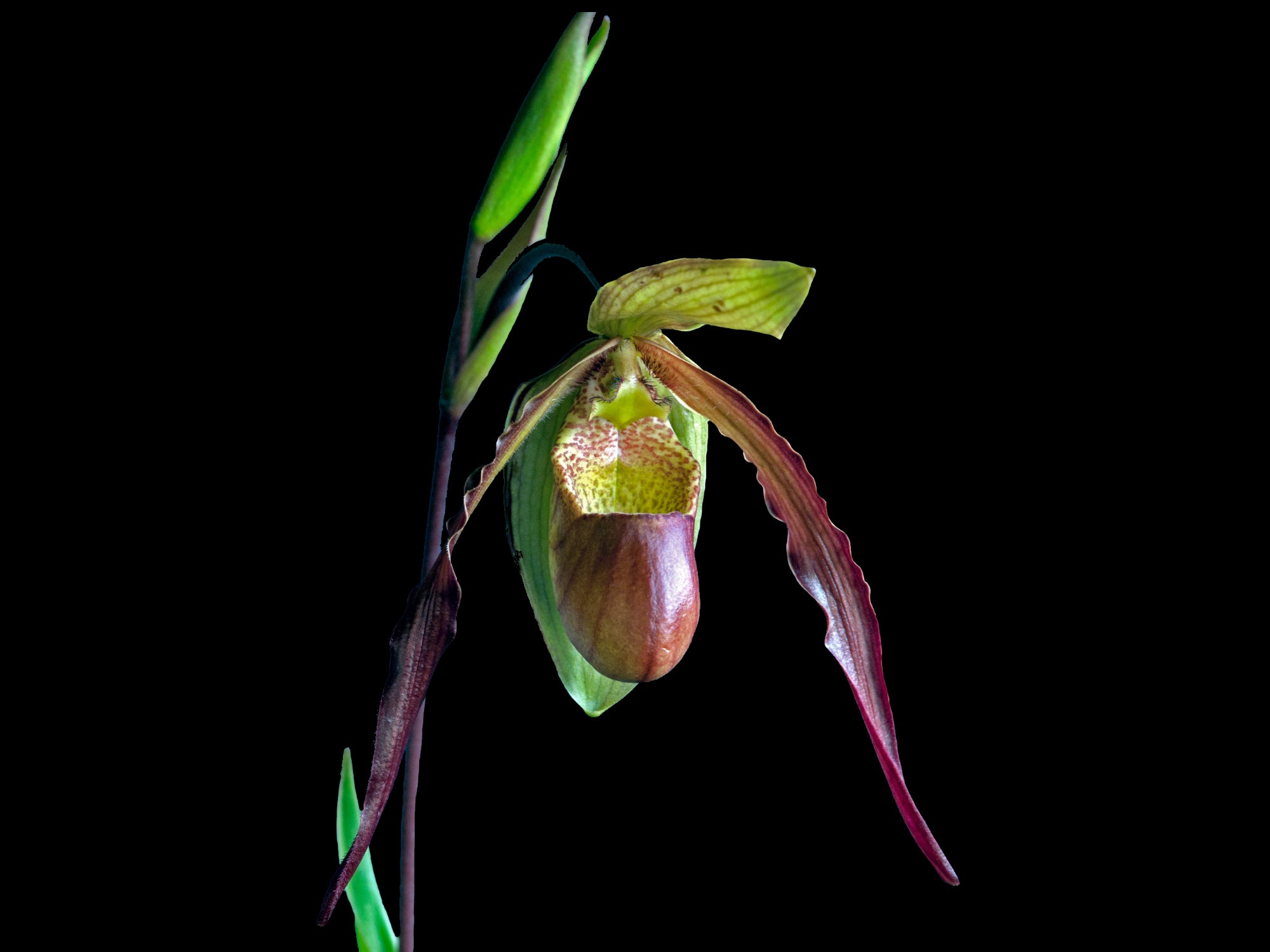 Phragmipedium Urgandiae