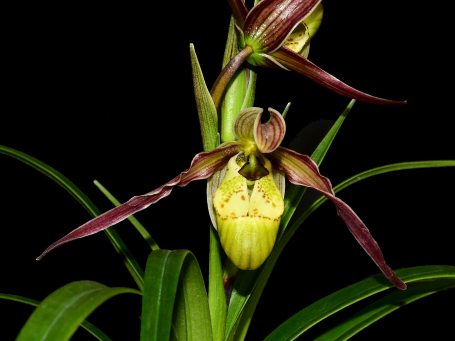 Phragmipedium Urgandiae x Phragmipedium kovachii