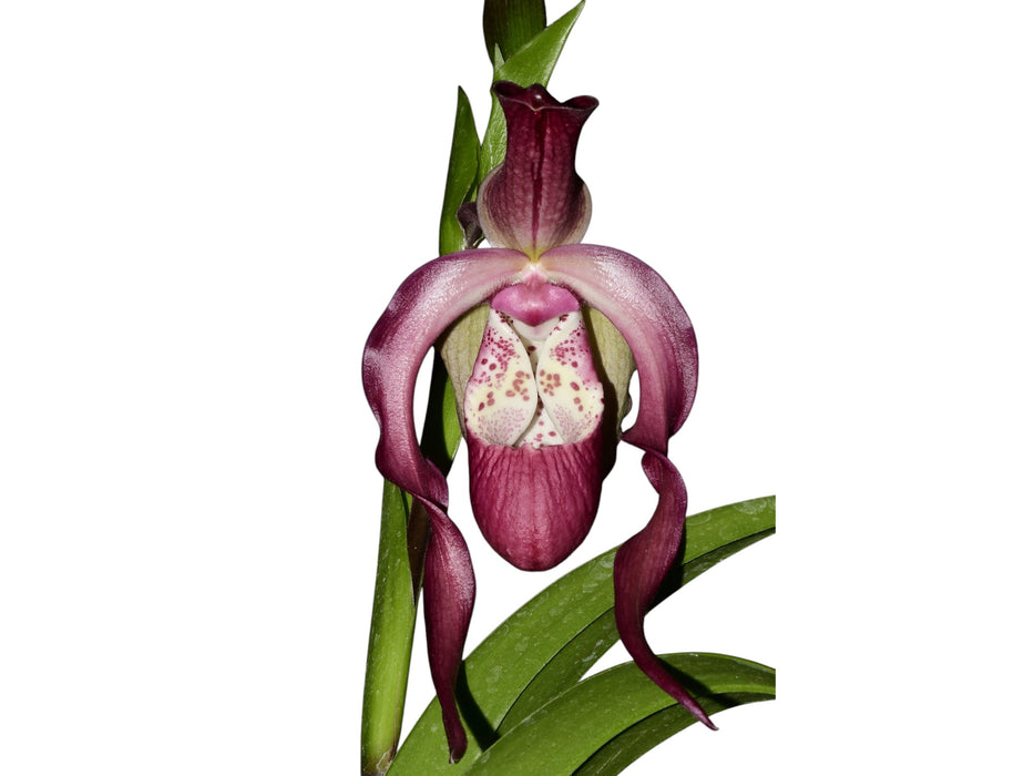 Phragmipedium Uzhupud Garden