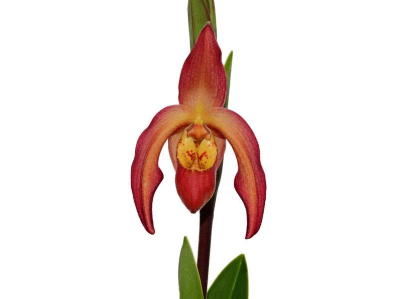 Phragmipedium Vittabess (var dalessandroi x vittatum)