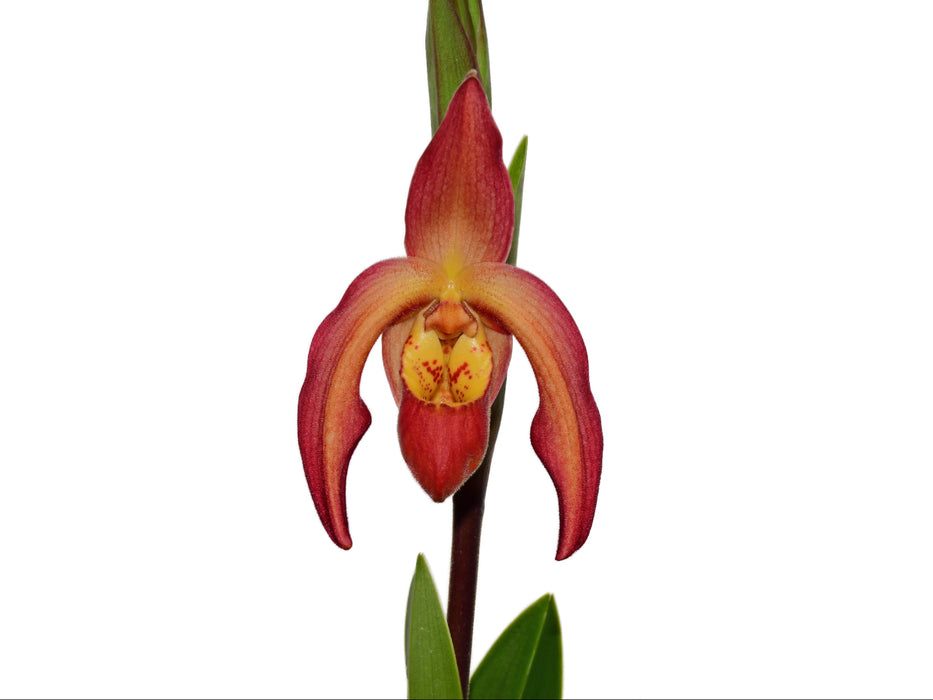 Phragmipedium Vittabess (var dalessandroi x vittatum)