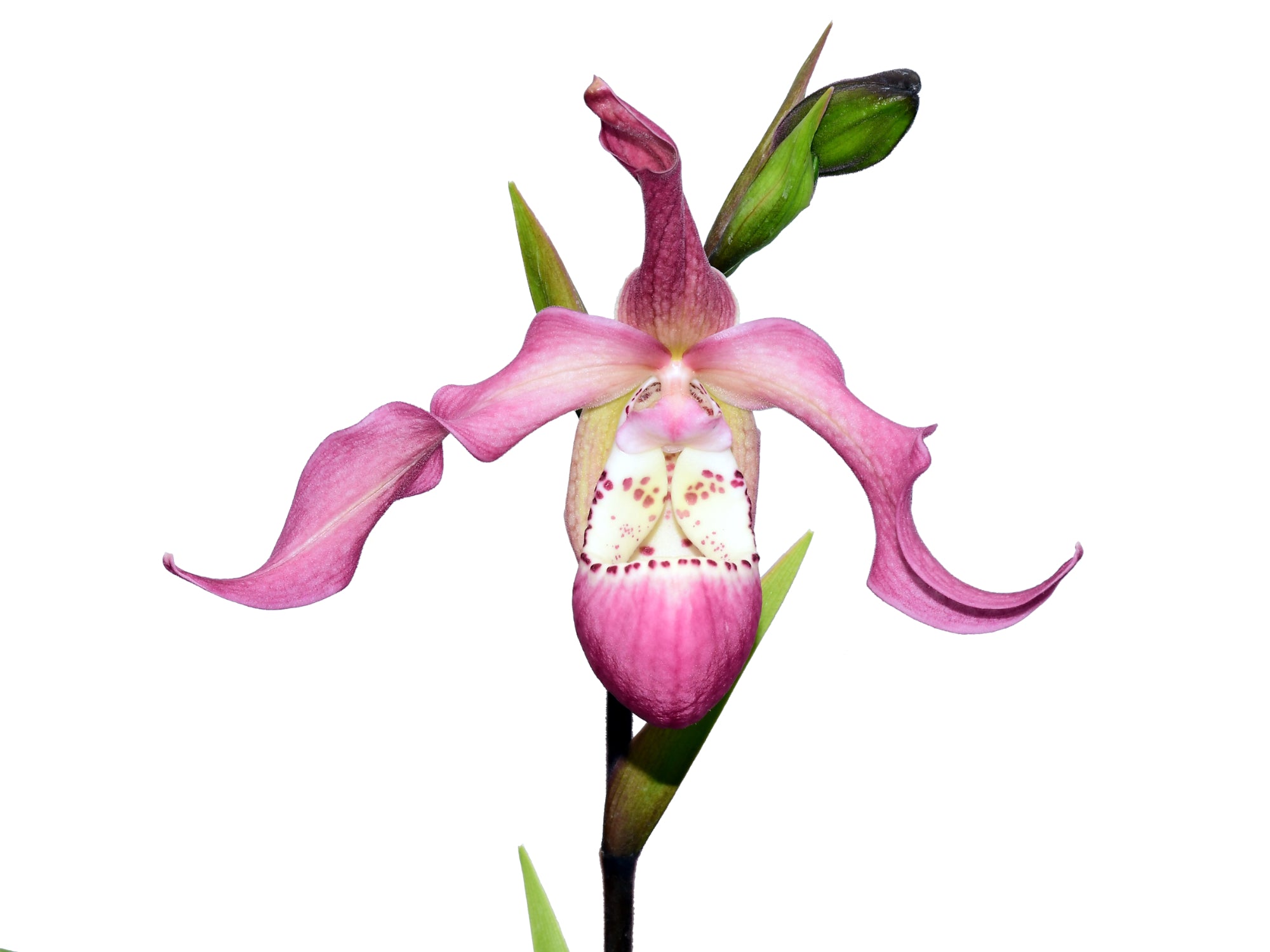 Phragmipedium Wayne Riggs