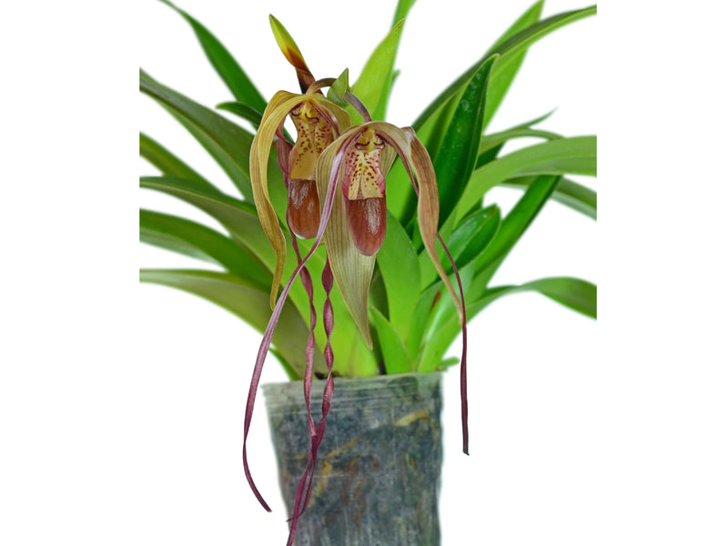 Phragmipedium Wossner Supergrande