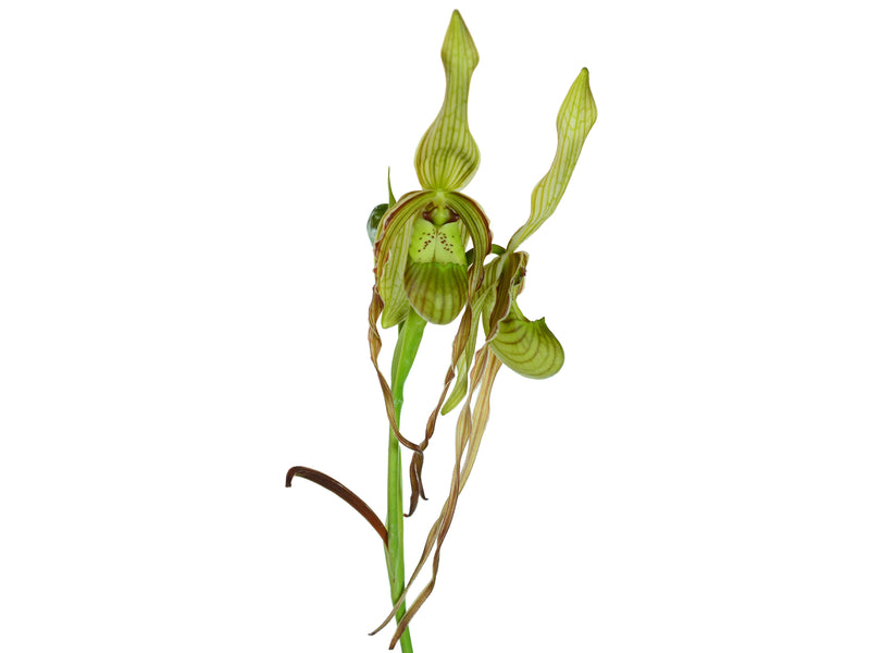 Phragmipedium Wossner Twist