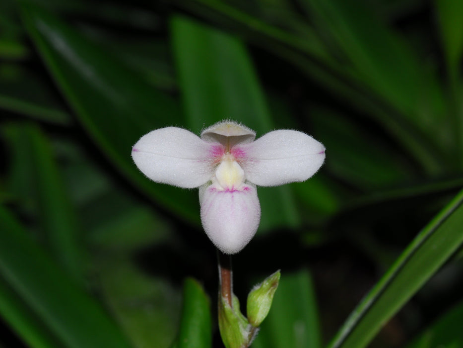 Phragmipedium anguloi