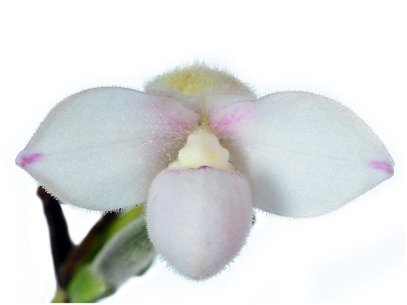 Phragmipedium anguloi
