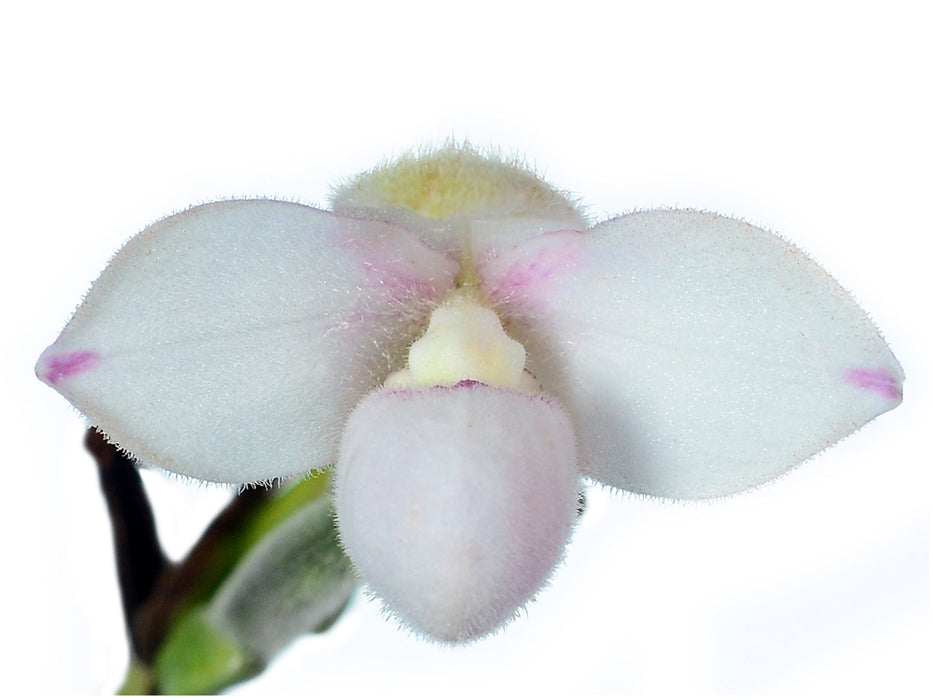 Phragmipedium anguloi