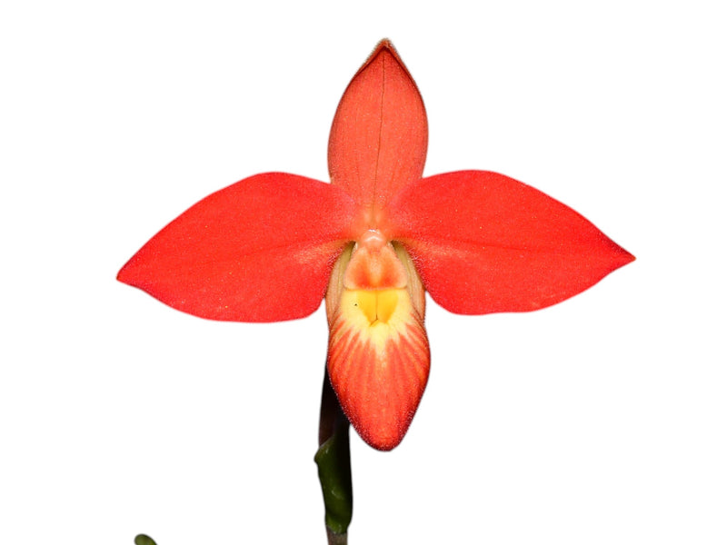 Phragmipedium besseae 'Bolo Bolo' x 'Pepe Dream'
