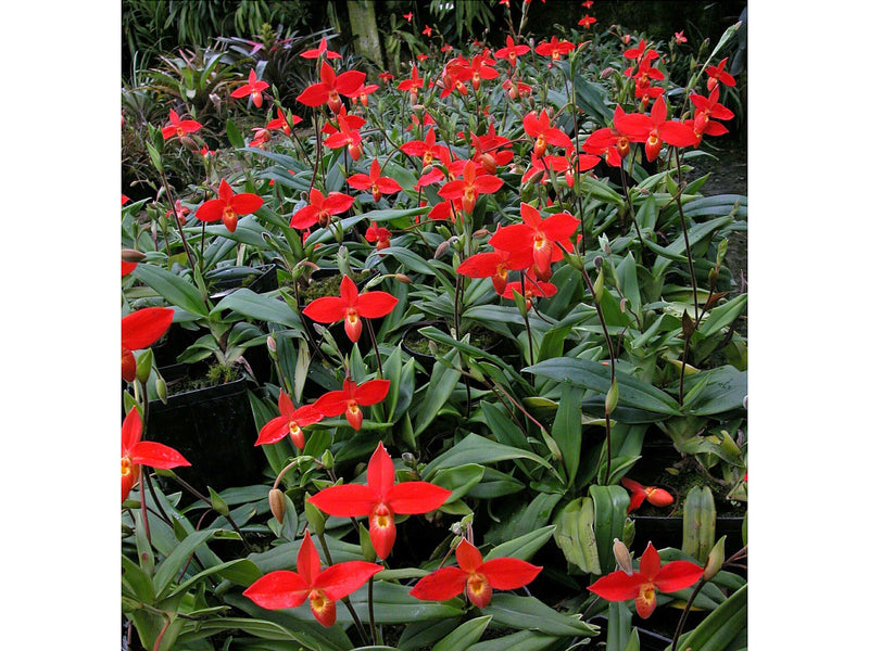 Phragmipedium besseae