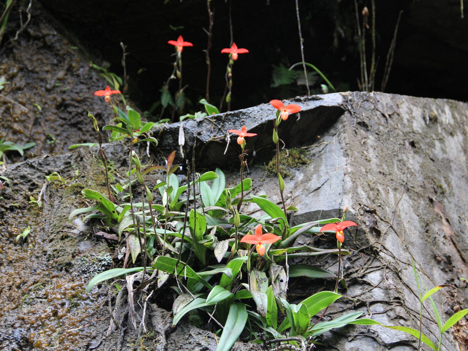 Phragmipedium besseae