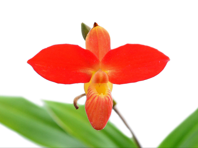 Phragmipedium besseae round form 'Camila' x round form 'Gigi'