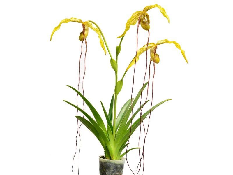 Phragmipedium caudatum