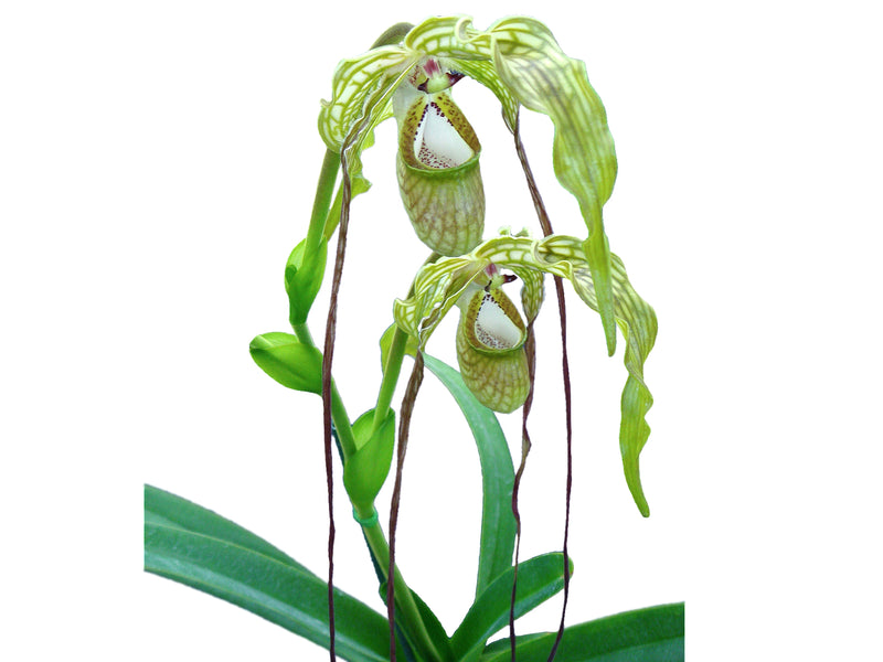 Phragmipedium caudatum 'Giganteum'
