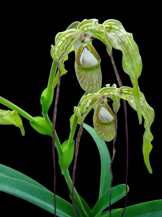 Phragmipedium caudatum 'Giganteum'