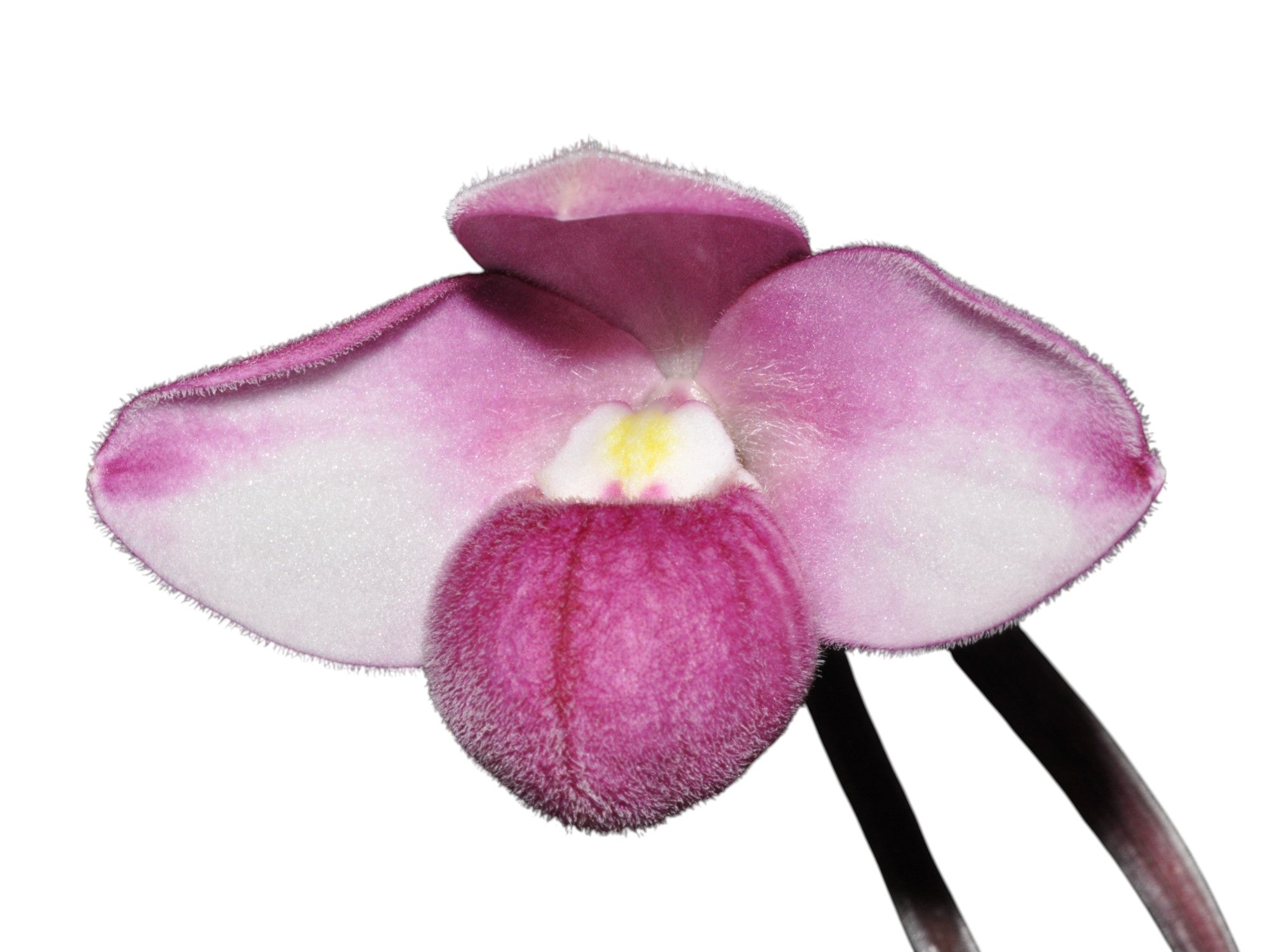 Phragmipedium fischeri — Ecuagenera Orquídeas del Ecuador