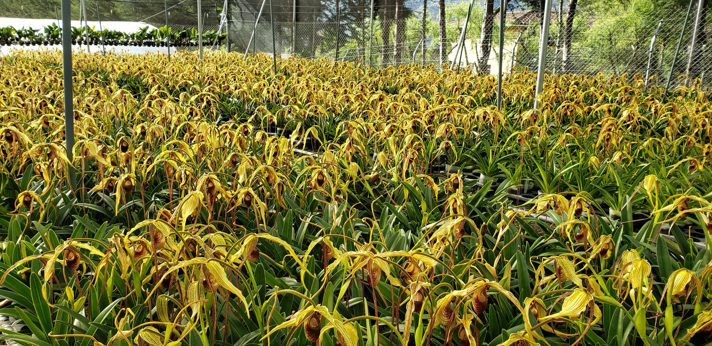 Phragmipedium humboldtii 'Fortuna'