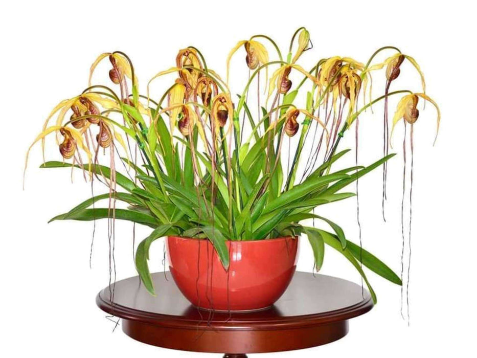 Phragmipedium humboldtii 'Fortuna'