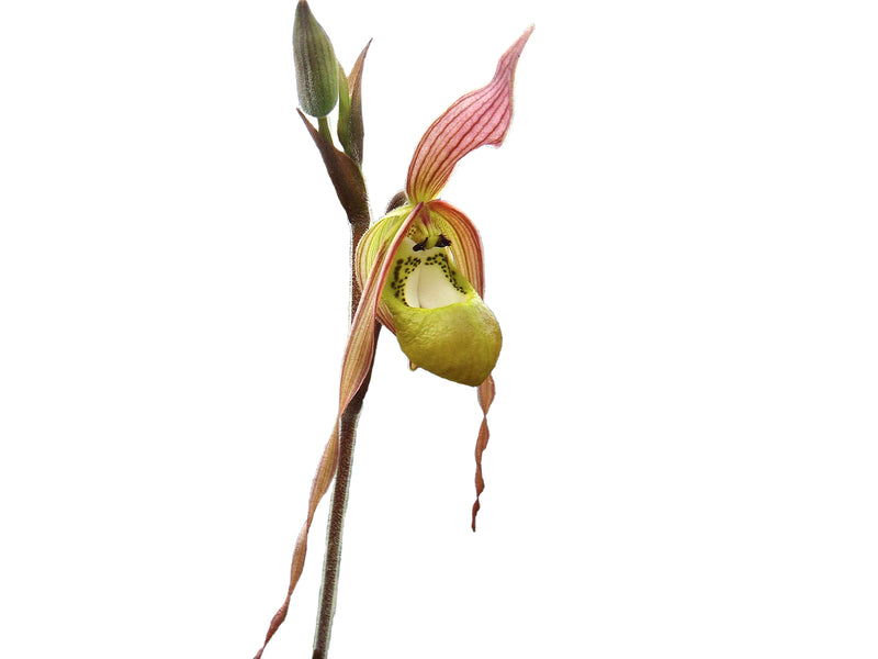 Phragmipedium klotzschianum