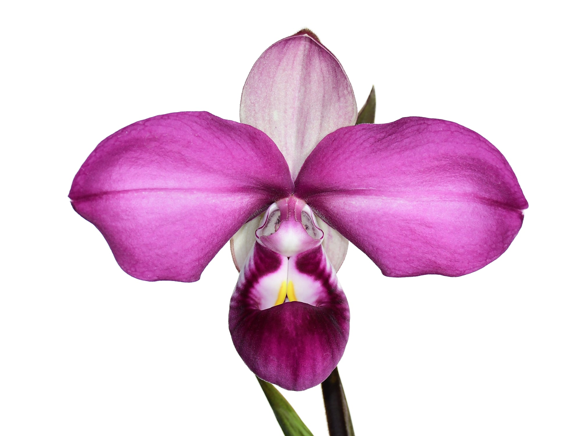 kovachii Phragmipedium Phrag. | x 原種 Peruflora's Orchids kovachii Phragmipedium Phrag. | x 原種 Peruflora's Orchids